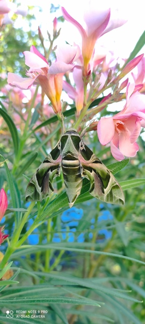 Daphnis nerii - oleanderszender