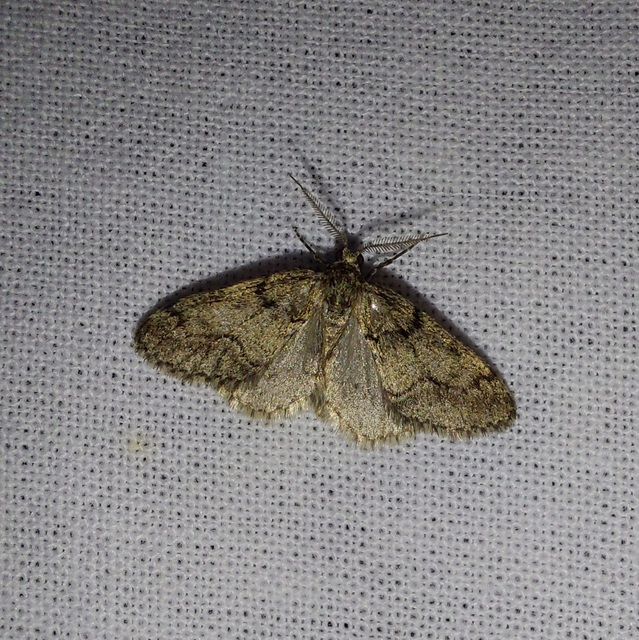 Tephronia sepiaria/Eumannia lepraria