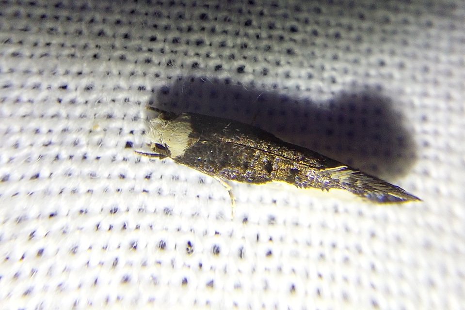 Monopis monachella - apácamoly