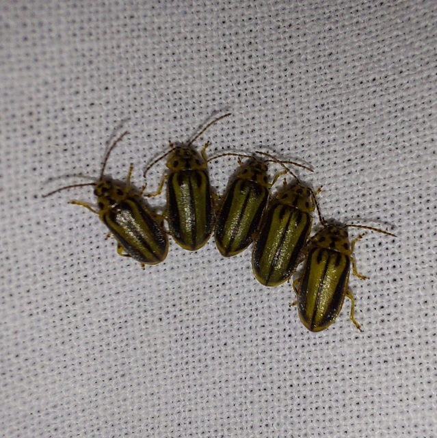 Xanthogalerucella luteola - szilfa-olajosbogár