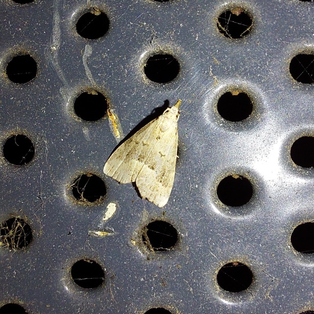 Schrankia taenialis - lomberdei karcsúbagoly