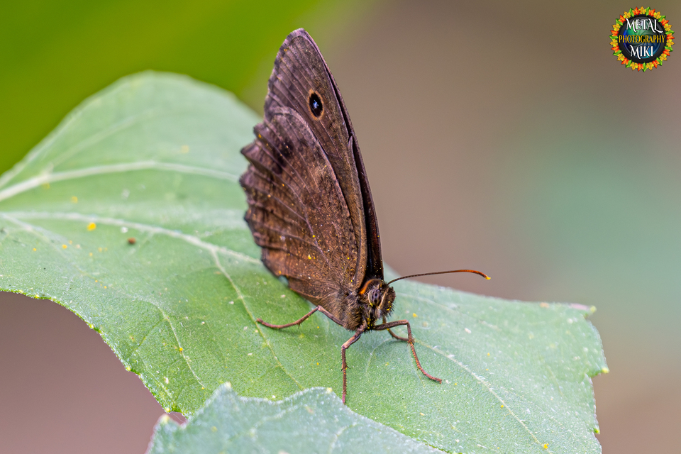 Minois dryas - fekete szemeslepke