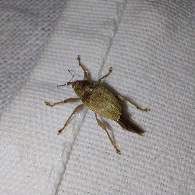 Curculio propinquus - halvány zsuzsóka