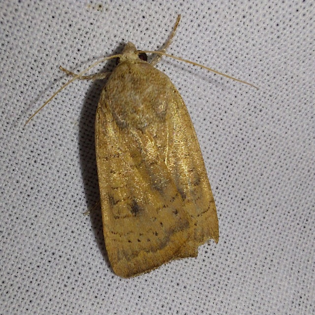 Noctua interjecta - zömök sárgafűbagoly