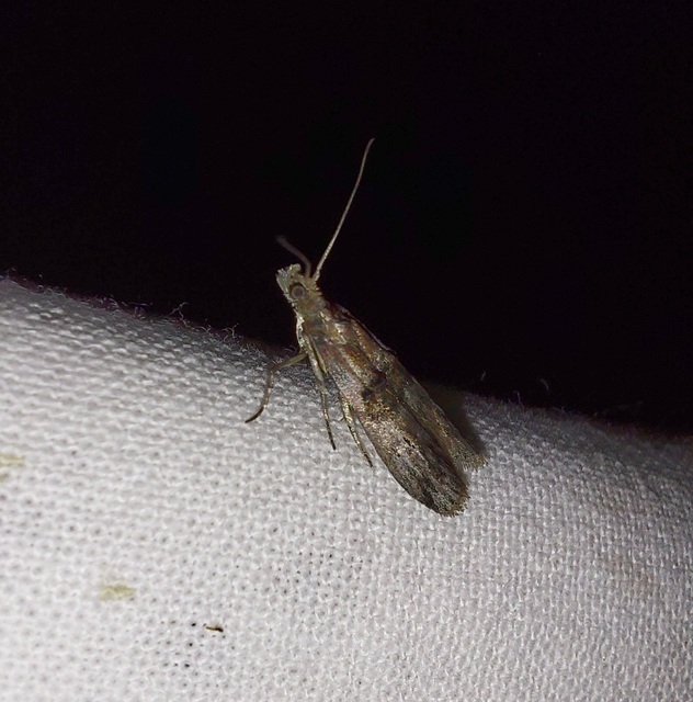 Nephopterix angustella - kecskerágó-karcsúmoly
