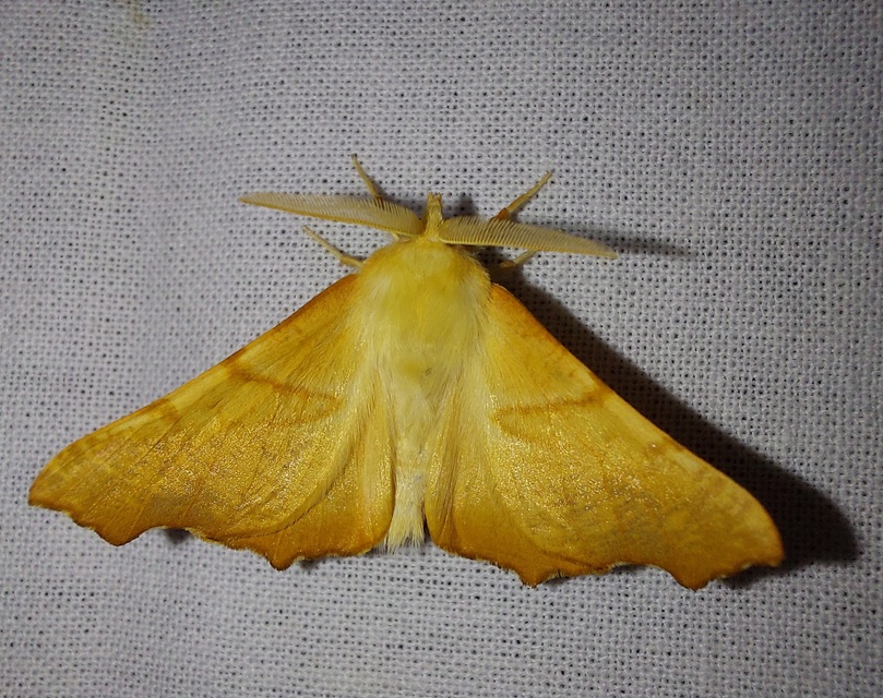 Ennomos fuscantaria - kőris-levélaraszoló