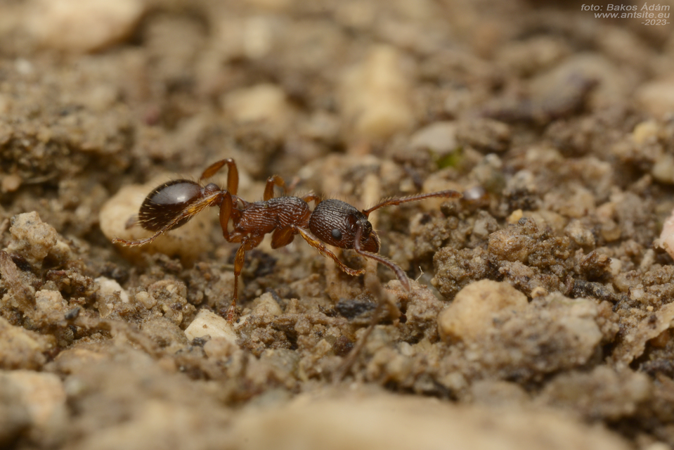 Myrmica schencki - kétszínű bütyköshangya