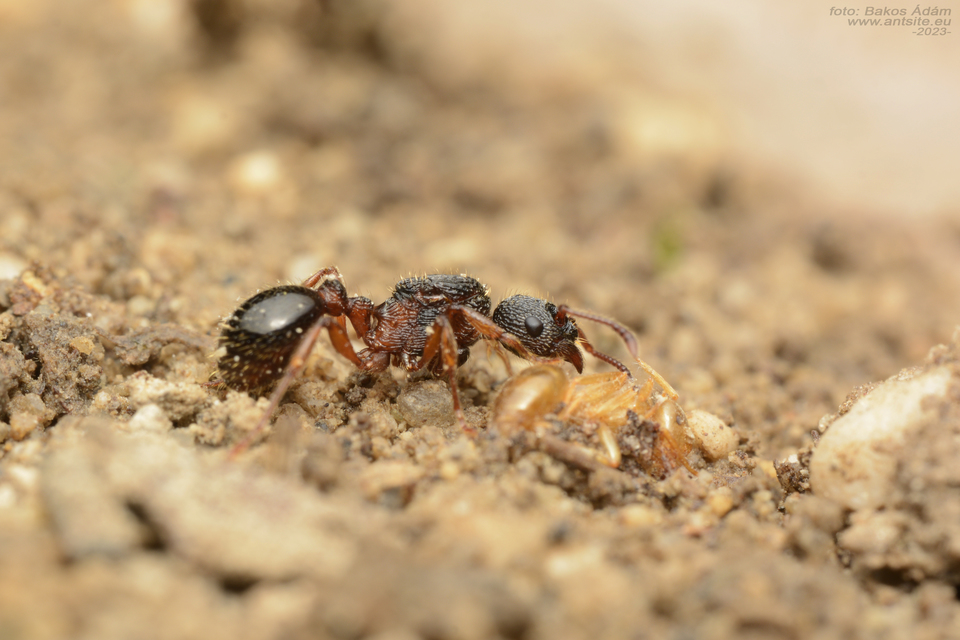 Myrmica schencki - kétszínű bütyköshangya