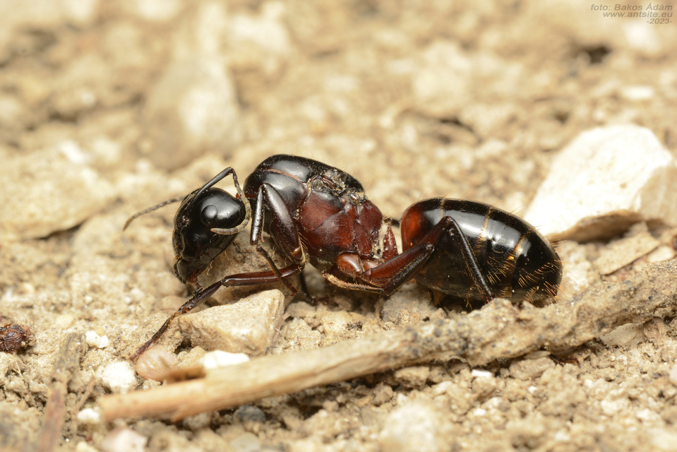 Camponotus ligniperda - faodvasító lóhangya