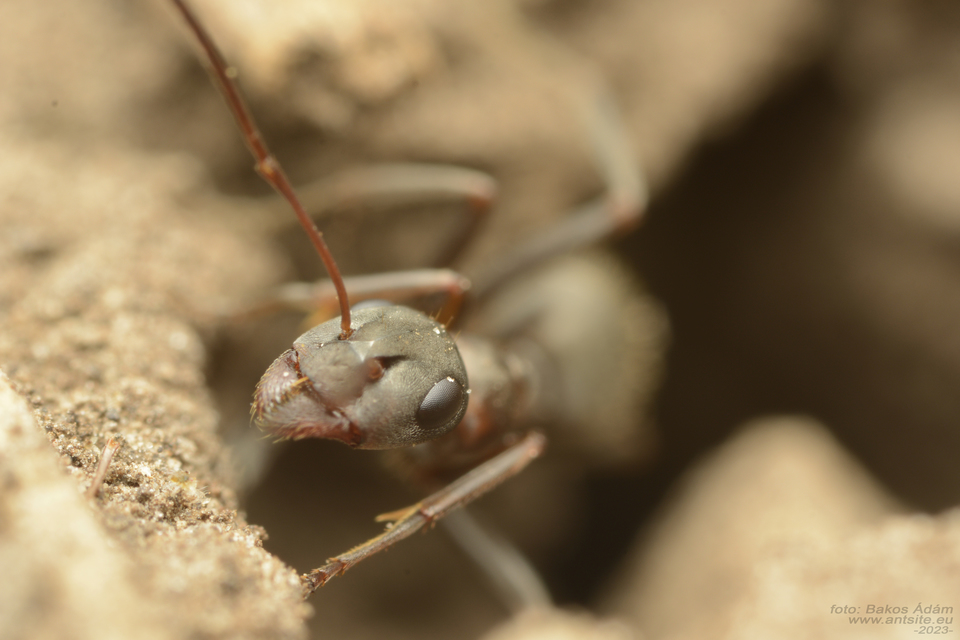 Formica rufibarbis - vörös rabszolgahangya