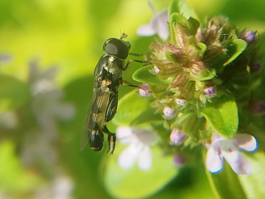 Syritta pipiens - zizegő comboslégy