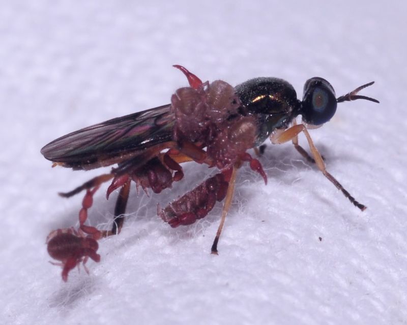 Chorisops tibialis - fémzöld tüskéslégy