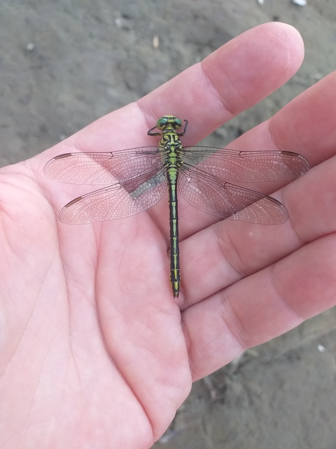 Gomphus flavipes - sárgalábú folyami-szitakötő