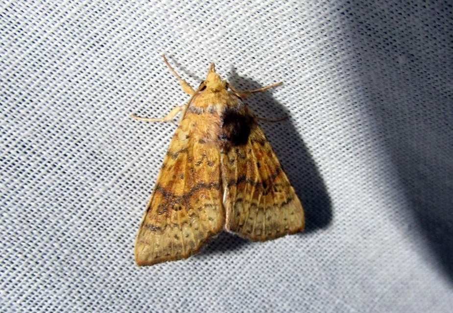 Tiliacea sulphurago - kénes sárgabagoly