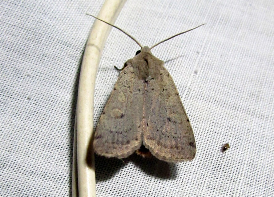 Xestia castanea michaeli - csarabos fűbagoly