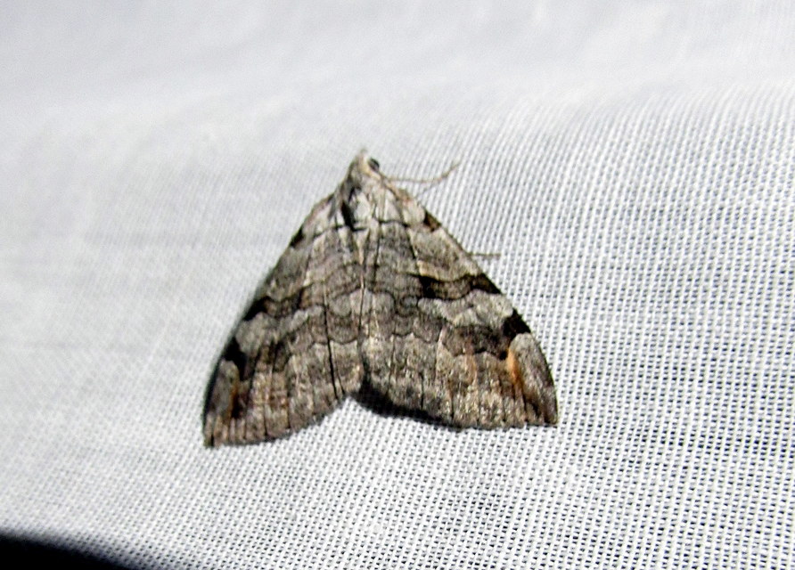 Aplocera efformata/plagiata