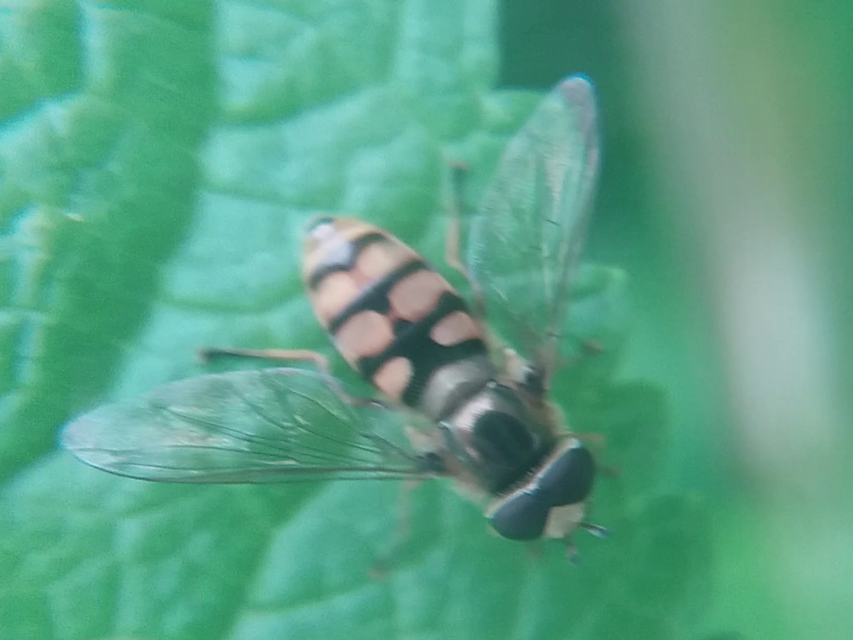 Eupeodes