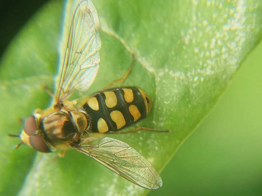 Eupeodes