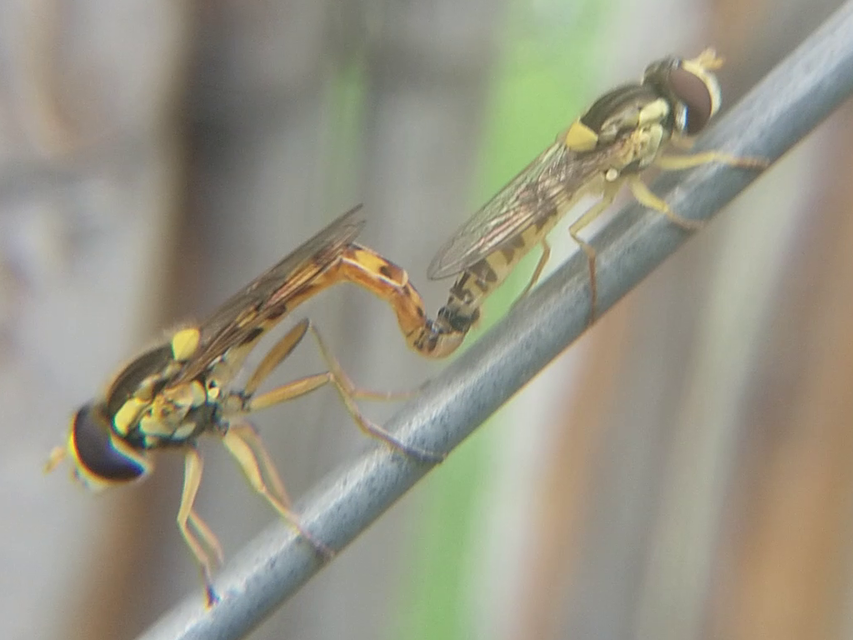 Sphaerophoria