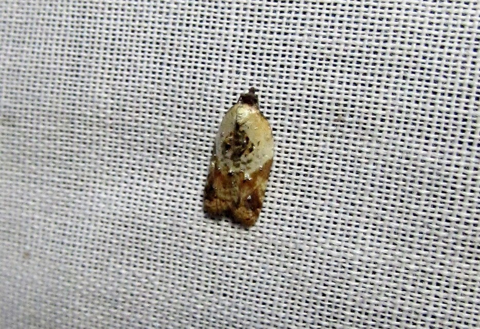 Acleris variegana - tarka levélmoly