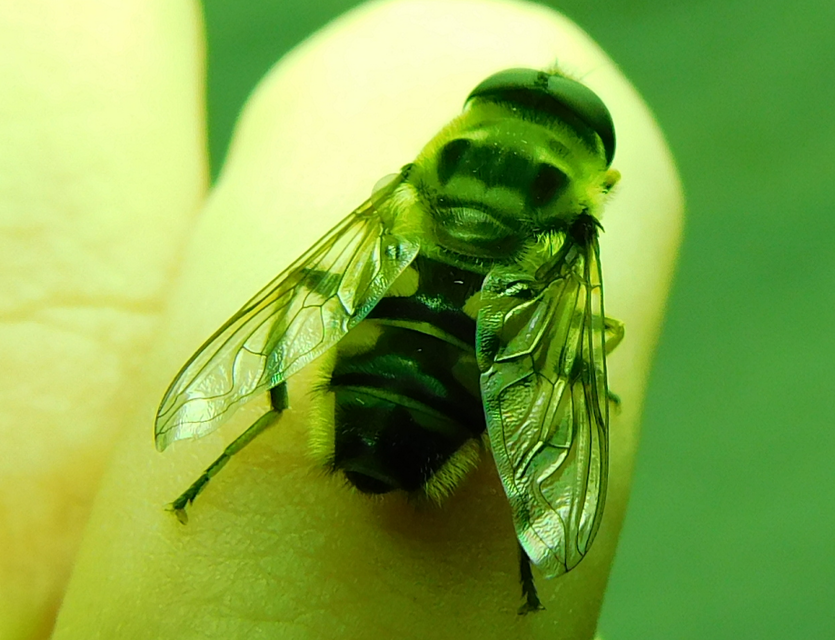 Myathropa florea - halálfejes odúlégy
