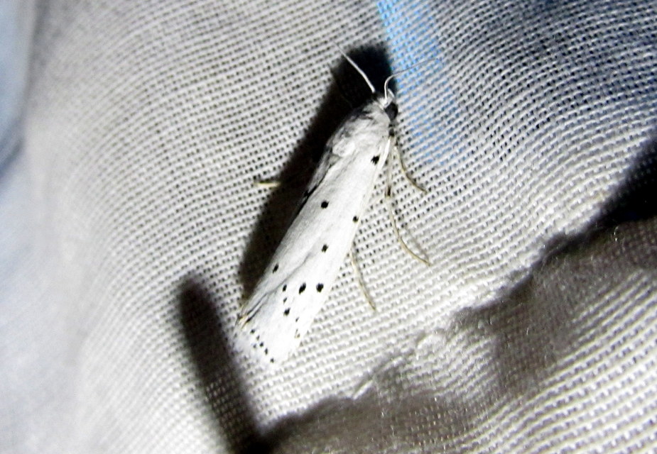 Myelois circumvoluta - pettyes karcsúmoly