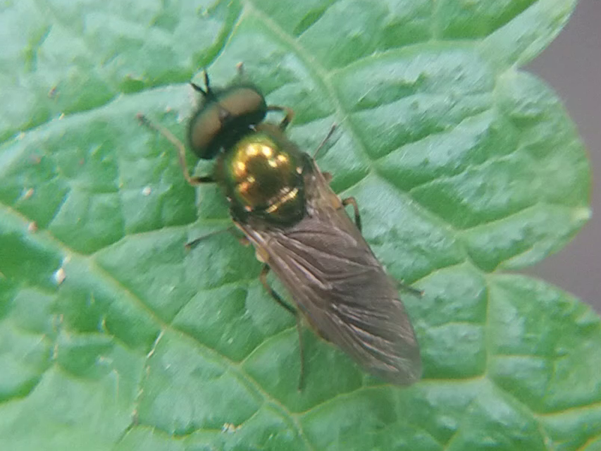 Stratiomyidae - katonalégyfélék