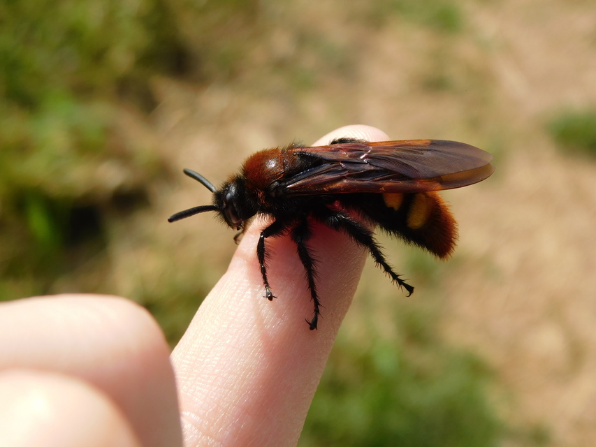 Megascolia maculata - óriás-tőrösdarázs