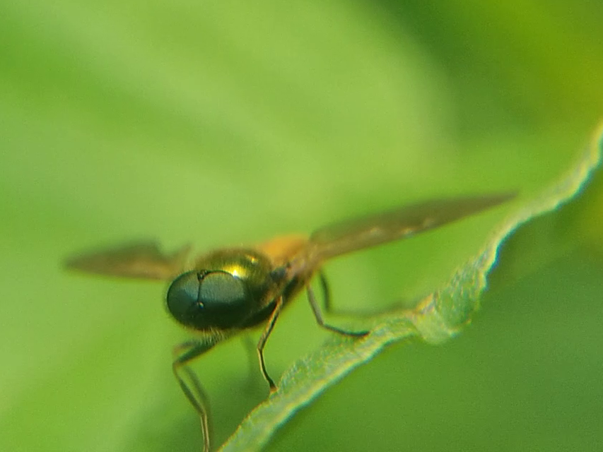 Chloromyia formosa - közönséges fémeslégy