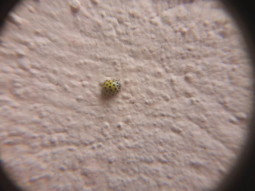 Psyllobora vigintiduopunctata - huszonkétpettyes katica