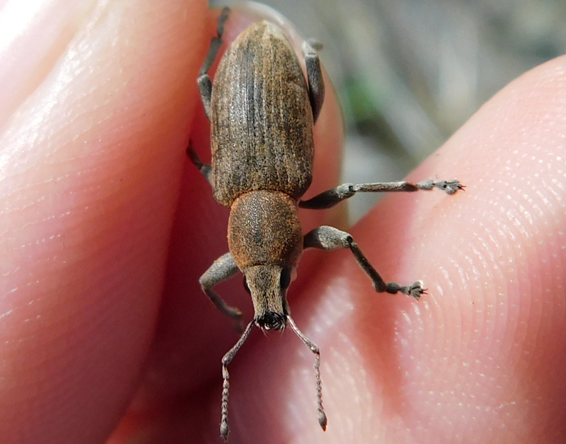 Tanymecus palliatus - közönséges hegyesfarúbarkó