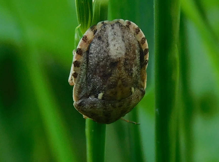 Eurygaster Eurygaster