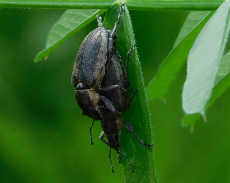 Tanymecus palliatus - közönséges hegyesfarúbarkó