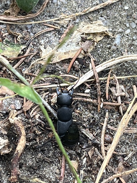 Ocypus
