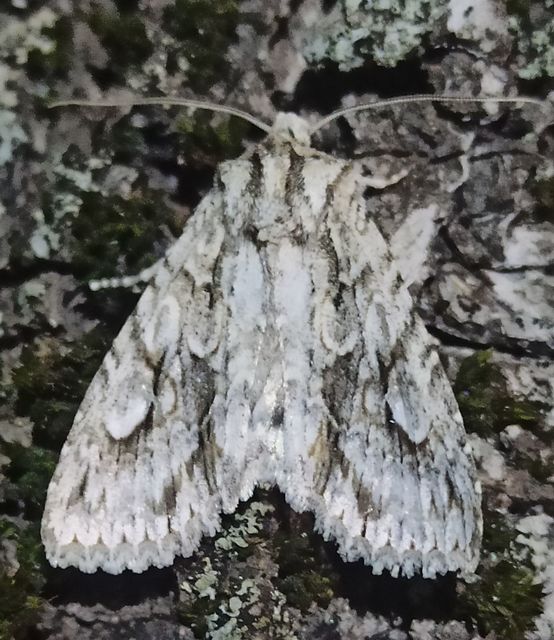 Meganephria bimaculosa - kétfoltos szilbagoly