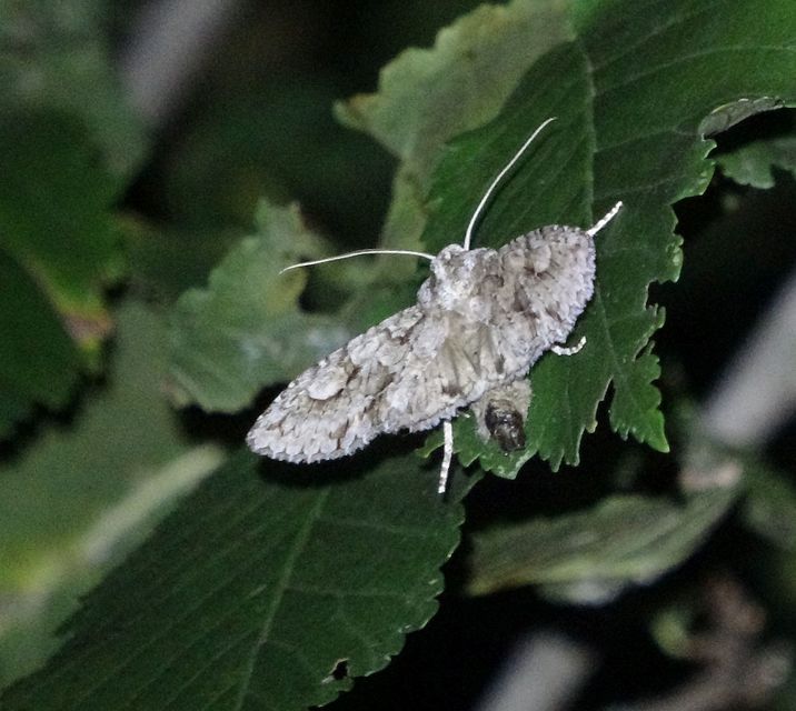 Meganephria bimaculosa - kétfoltos szilbagoly