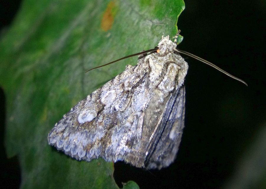 Meganephria bimaculosa - kétfoltos szilbagoly
