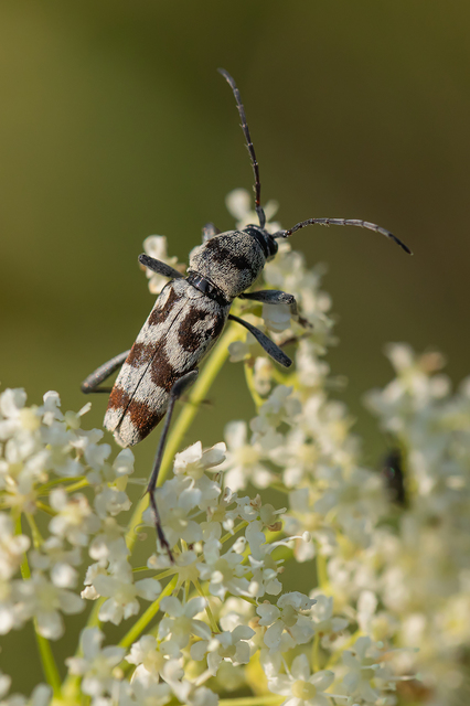 Chlorophorus varius - díszes darázscincér