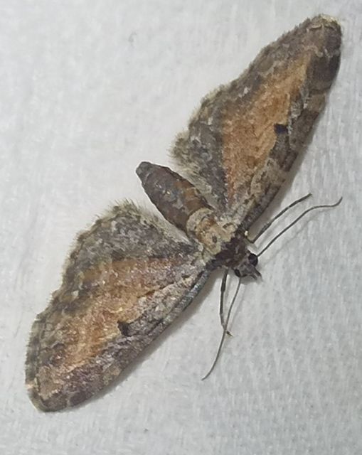 Eupithecia icterata - rozsdafoltos törpearaszoló