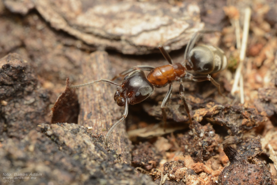 Liometopum microcephalum - tölgyfahangya