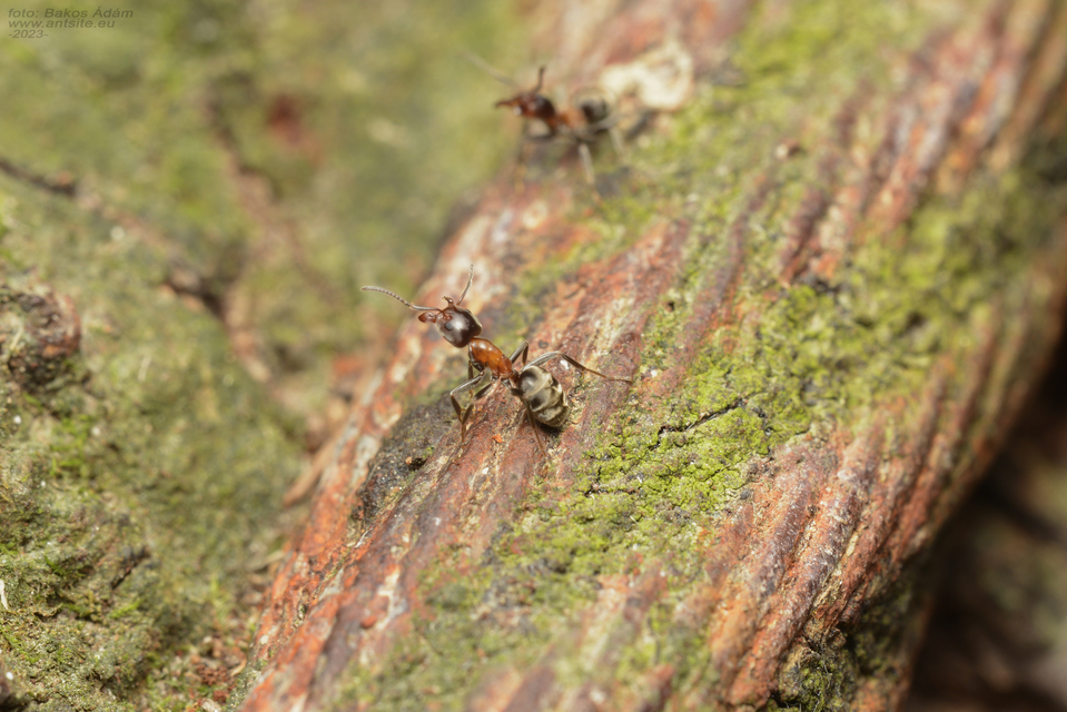 Liometopum microcephalum - tölgyfahangya