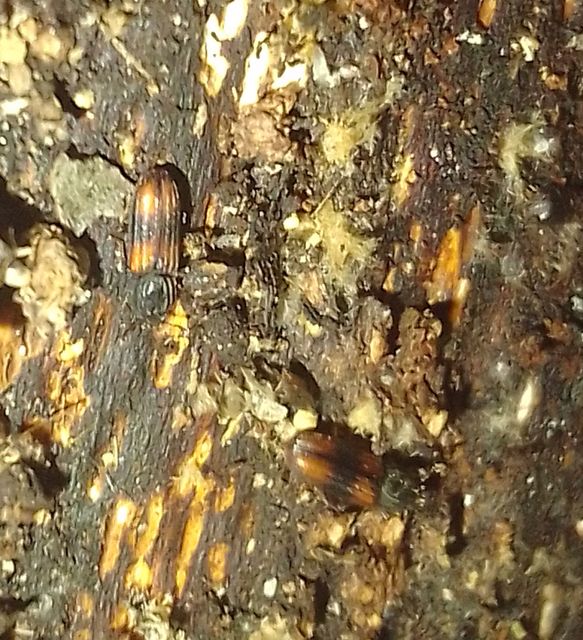 Bitoma crenata - szalagos héjbogár