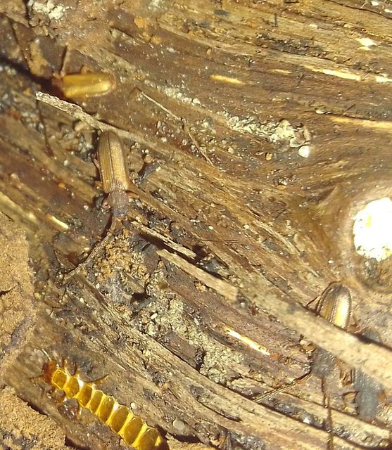Uleiota planatus - hosszúcsápú fogasnyakú-lapbogár
