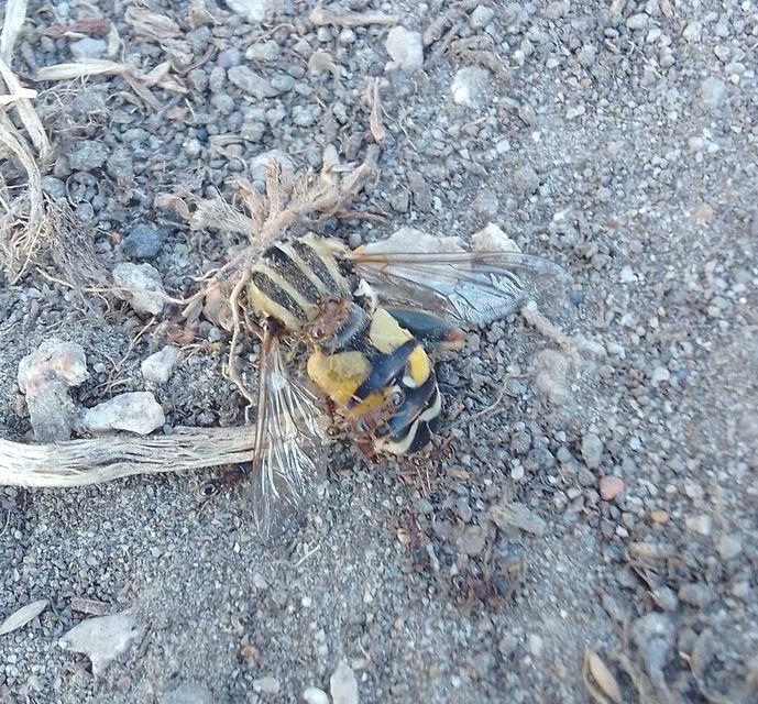 Helophilus trivittatus - nagy mocsárilégy
