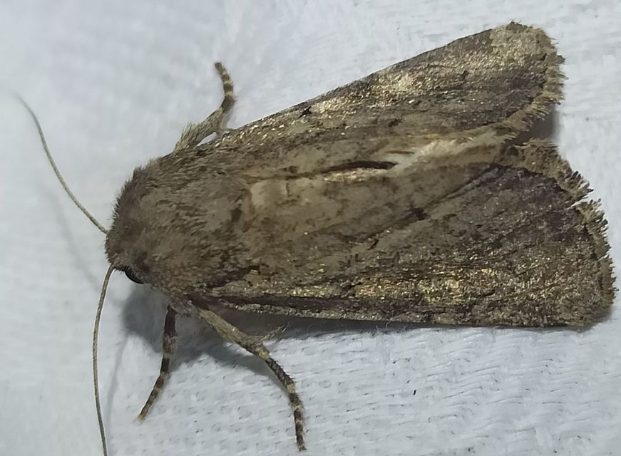 Luperina testacea - barnás szürkebagoly