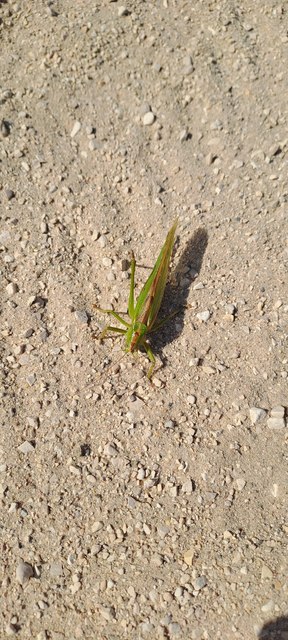 Tettigonia viridissima - zöld lombszöcske