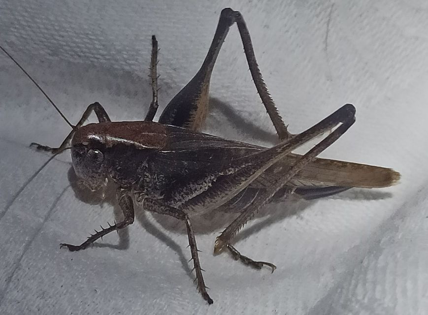 Platycleis grisea - szürke rétiszöcske