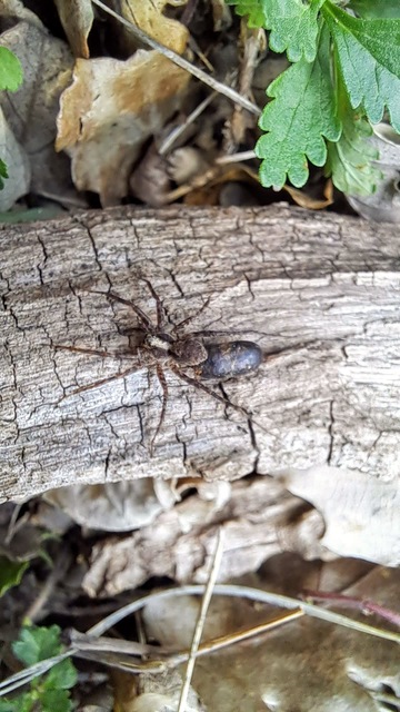 Araneae - Pókok