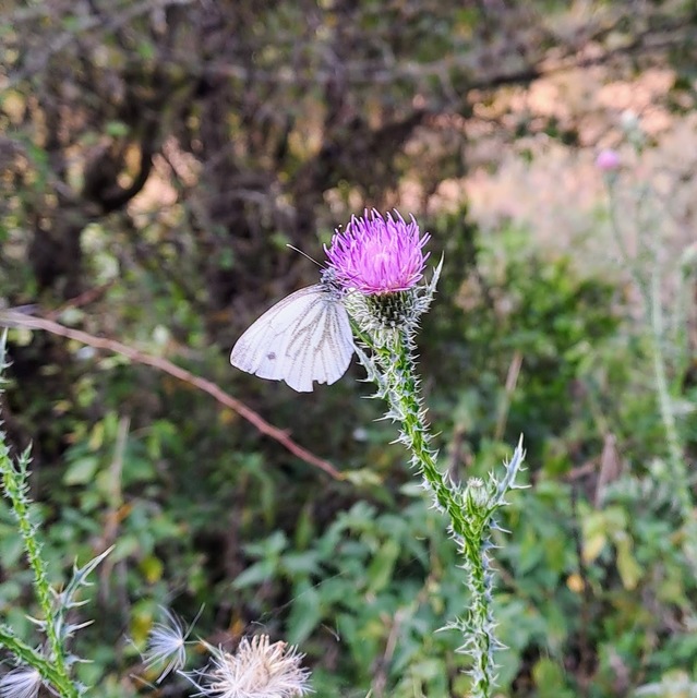 Pieris napi - repcelepke