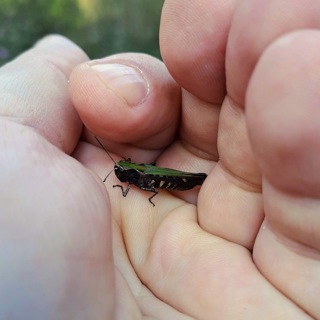 Chorthippus (Glyptobothrus) (subgenus)